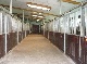 Reitanlage, Rendsburg-Eckernfoerde, Schleswig-Holstein