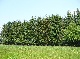 alleenstaand landhuis, Lippe, Nordrhein-Westfalen